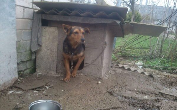 Globotinio pusryčiai: Arimų sodų kankiniai. Padėkime jiems!