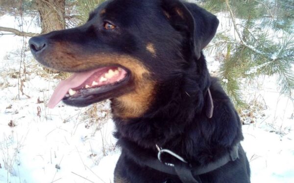 Šeimininkams nereikalinga Džiulė ieško namų