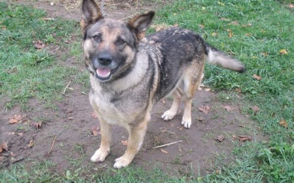 Globotinio pusryčiai: geroji Džiulytė ieško namų