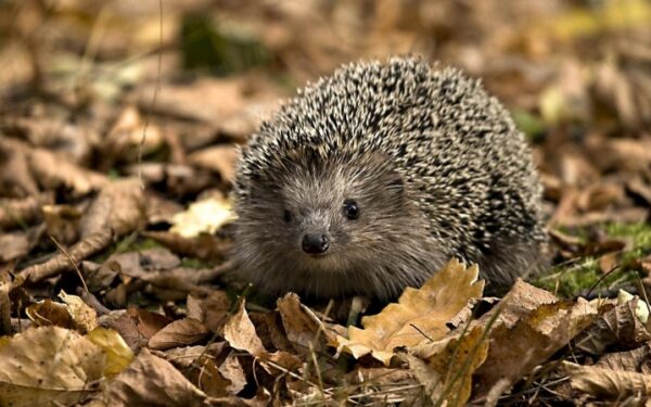 Savaitgalio prognozės – ruoškimės, ruduo