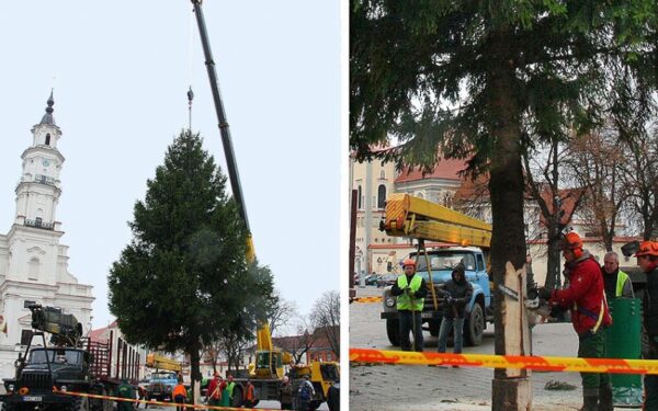 Kauno rotušės aikštėje jau stovi pagrindinė miesto kalėdinė eglė