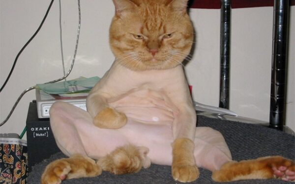 Pusiau skusti, pusiau lupti: mieli gyvūnai su nevykusiomis šukuosenomis (foto)