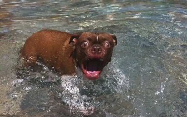 Šuneliai, kurie dabar tiesiog negali tverti (foto)