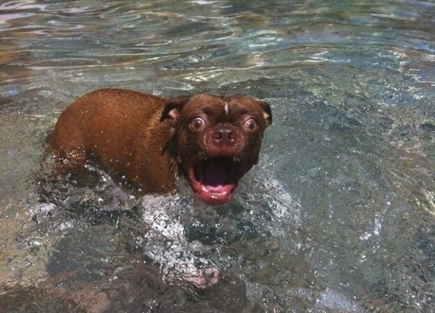 Šuneliai, kurie dabar tiesiog negali tverti (foto)