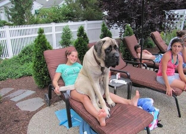 Gigantiški ir tuo patenkinti: „šiek tiek“ peraugę šuneliai (foto)