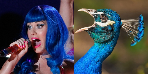 Jei pop „žvaigždutės“ būtų paukščiai... (foto)