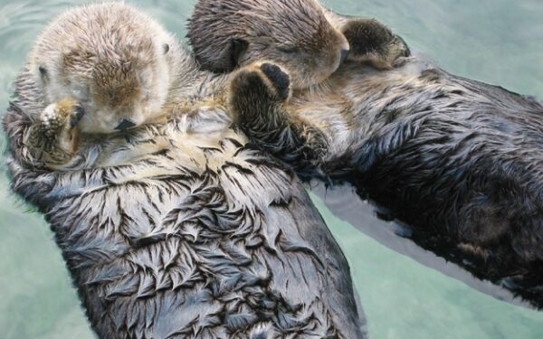 Įdomūs faktai, kurie tikrai privers nusišypsoti