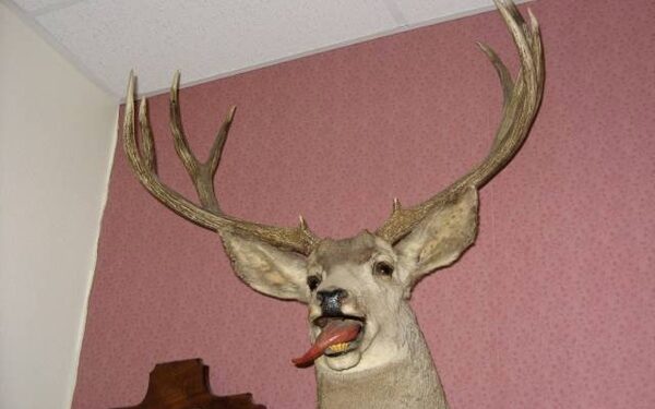 20 nevykusių gyvūnų iškamšų (foto)