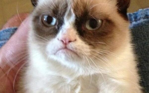 Katinėliai, įkūnijantys sms žinučių emocijas (foto)