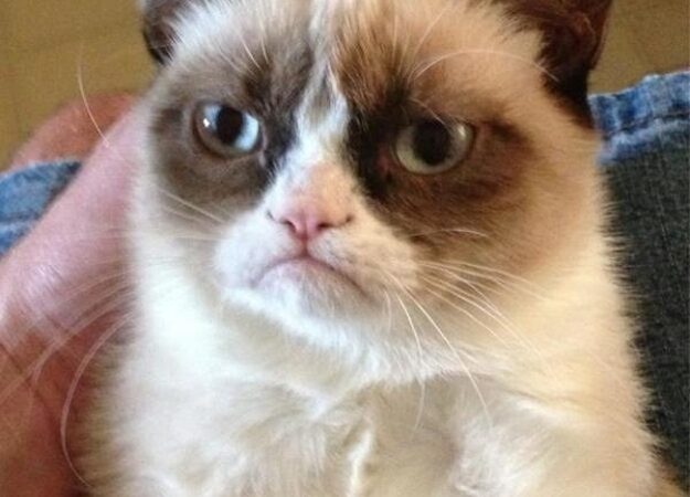 Katinėliai, įkūnijantys sms žinučių emocijas (foto)