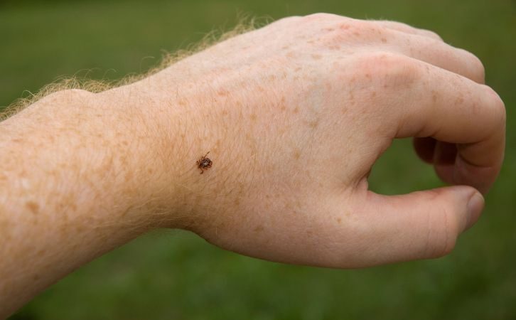 Gyd. R. Balčiūnaitienė: „Palijus erkės suaktyvėja“