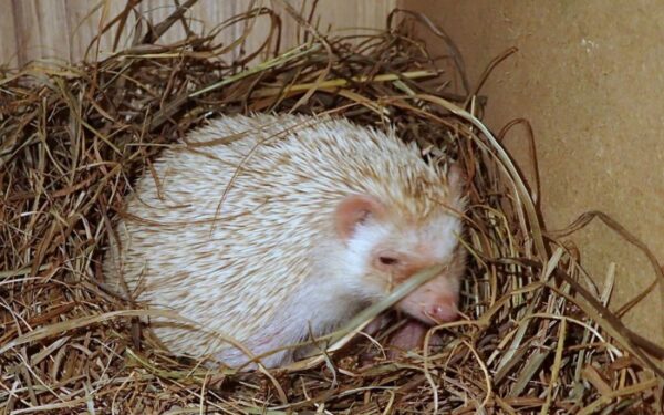 Kauno edukaciniame zoologijos sode „Zoopark“ gimė Nykštukiniai Afrikos ežiukai (foto)