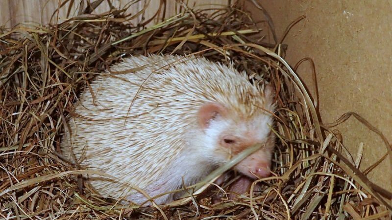 Kauno edukaciniame zoologijos sode „Zoopark“ gimė Nykštukiniai Afrikos ežiukai (foto)