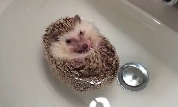 Ar kada matėte, kaip plaukioja ežiai?