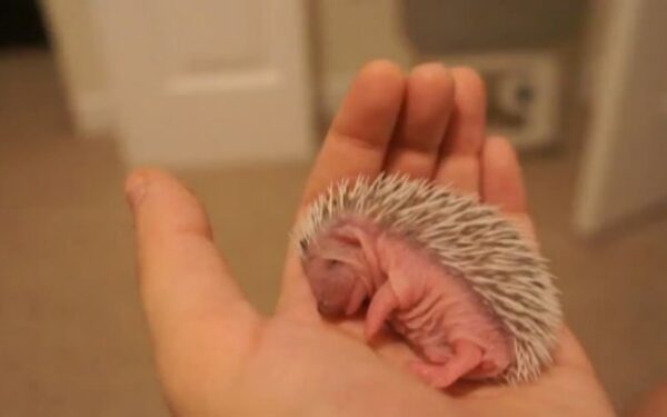 Ežiai – spygliuotas mielumo įsikūnijimas (video)