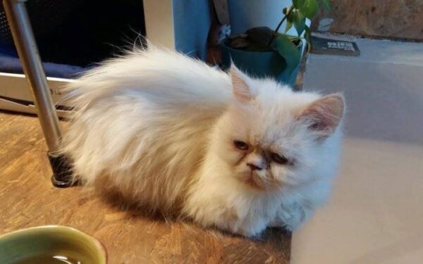 Globotinio pusryčiai: puošni persų veislės mišrūnė Fersė (foto, video)