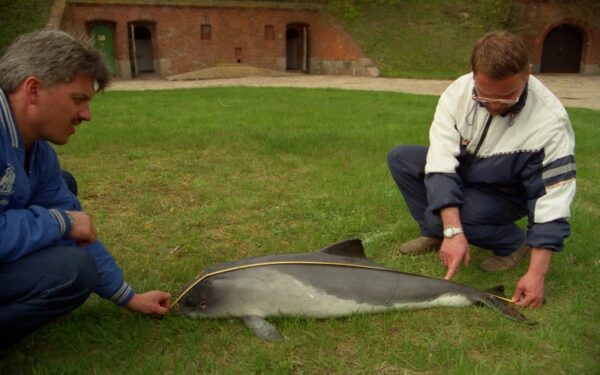 Baltijos jūros kiaulės dienos proga – vaikų piešiniai