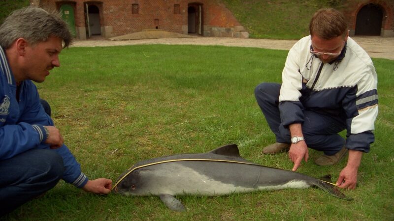 Baltijos jūros kiaulės dienos proga – vaikų piešiniai