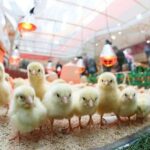 Gyvos dekoracijos prekybos centruose: kas laukia viščiukų po sočių Velykų?