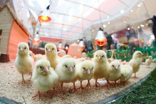 Gyvos dekoracijos prekybos centruose: kas laukia viščiukų po sočių Velykų?