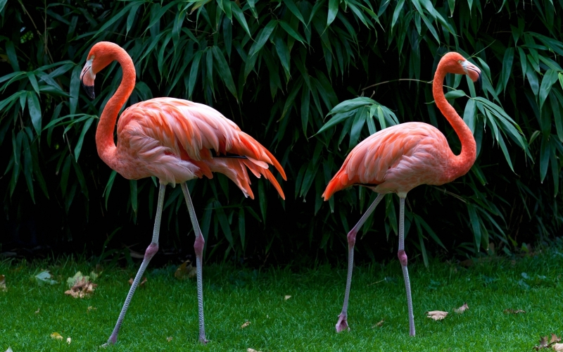 Vilniuje aptikti rožiniai flamingai