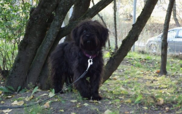 Globotinio pusryčiai: mieliausias Kudliukas ieško namų