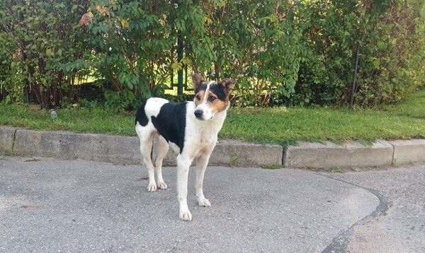 Globotinio pusryčiai. Namų ieško mylimos šeimininkės netekęs šunelis (foto)