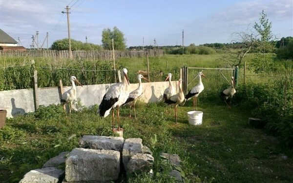 Globotinio pusryčiai. Paremkime gandrus ir gandriukus (foto)