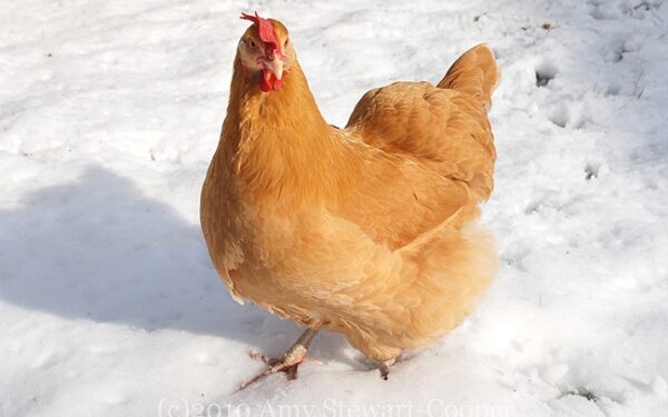 Orų prognozė: Kalėdos ar Velykos?