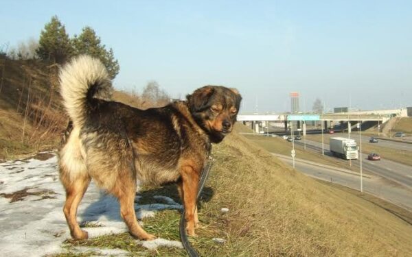 Globotinio pusryčiai: kalytė Frida. Veislė? Geriausia draugė!