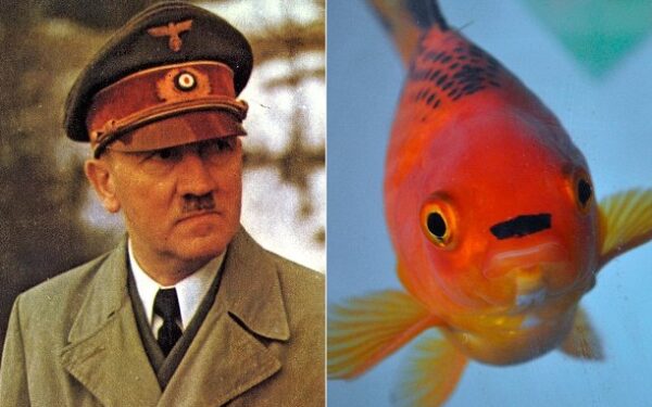 Kuo auksinė žuvelė panaši į A. Hitlerį? (Foto)