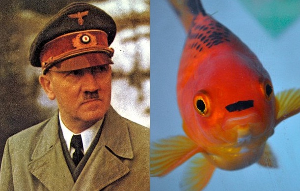 Kuo auksinė žuvelė panaši į A. Hitlerį? (Foto)