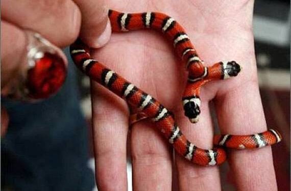 Vyras sukaupė didžiausią dvigalvių gyvūnų kolekciją