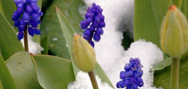 Ar kartu su saule šią savaitę atkeliaus ir pavasaris?