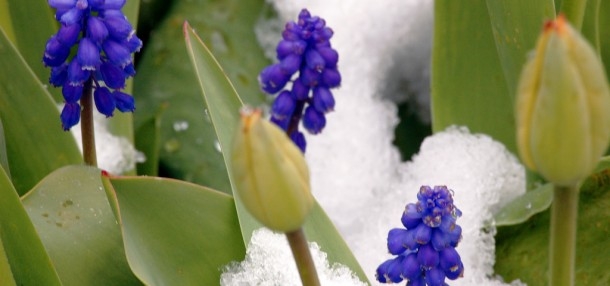 Ar kartu su saule šią savaitę atkeliaus ir pavasaris?