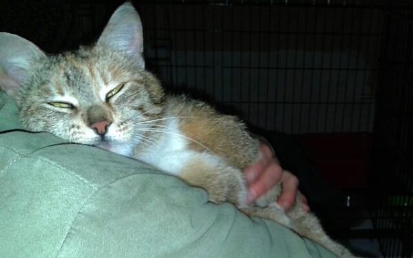 Globotinio pusryčiai: meilioji Gilė negali grįžti į gatvę