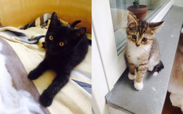 Globotinio pusryčiai: čempionai Vilis ir Gilis ieško namų