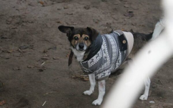 Globotinio pusryčiai. Šeimininkės netekęs ir kenčiantis Grantas ieško namų (foto)