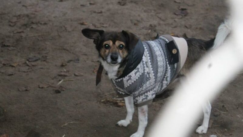 Globotinio pusryčiai. Šeimininkės netekęs ir kenčiantis Grantas ieško namų (foto)