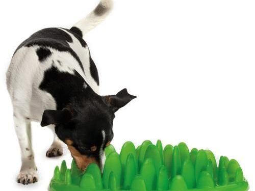 Daiktų pusryčiai. Išgelbėk savo augintinį nuo apsirijimo! (foto)