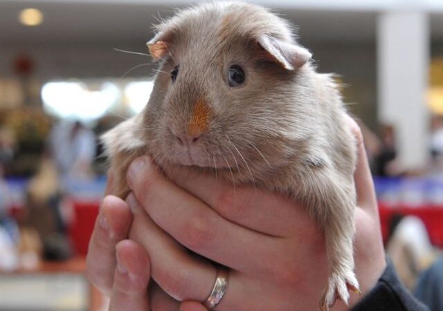 Lietuvoje antrąkart vyks nemokama kilmingų graužikų paroda