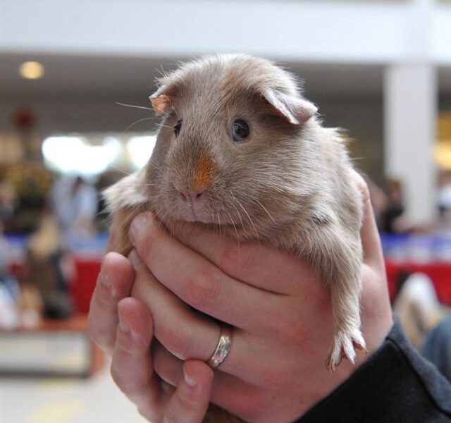 Lietuvoje antrąkart vyks nemokama kilmingų graužikų paroda