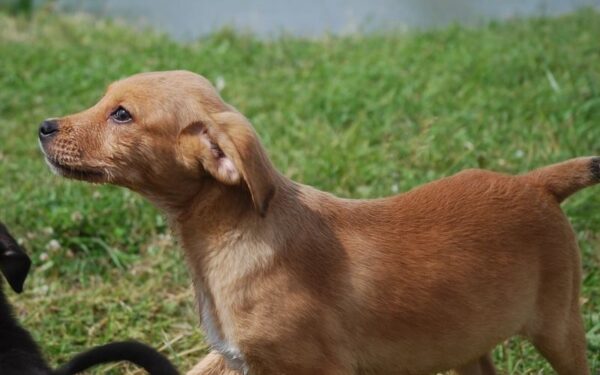 Globotinio pusryčiai. Gražuoliukų vada ieško šiltų namų ir mylinčių šeimininkų (foto)