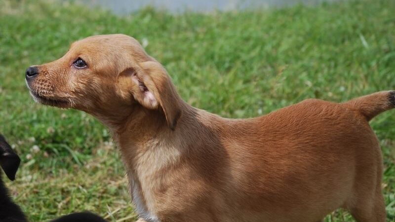 Globotinio pusryčiai. Gražuoliukų vada ieško šiltų namų ir mylinčių šeimininkų (foto)