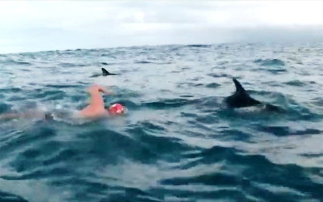 Akistatoje su rykliu atsidūrusį plaukiką apsupo delfinai (video)