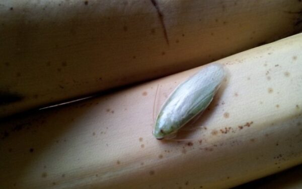 Skaitytojų akimis. Su bananais iš parduotuvės parsinešė ir kolumbietišką tarakoną