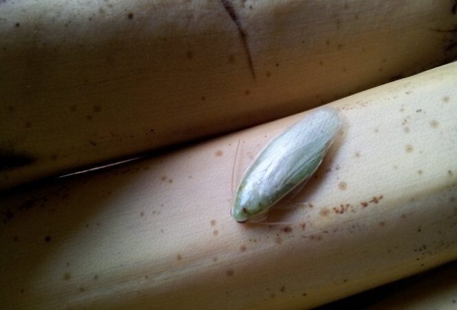 Skaitytojų akimis. Su bananais iš parduotuvės parsinešė ir kolumbietišką tarakoną