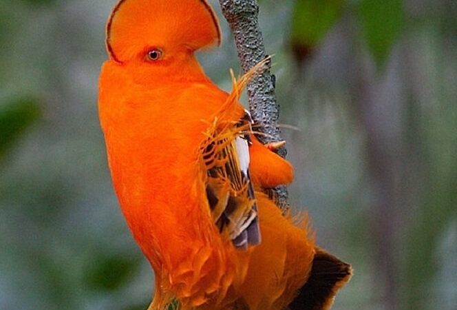 Gvianos akmengaidys – nei velnias, nei gegutė