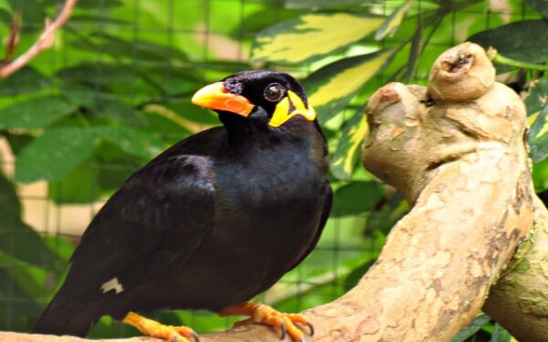 Kinijoje paukštis dėl itin „riebių“ keiksmų uždarytas į vienutę (video)