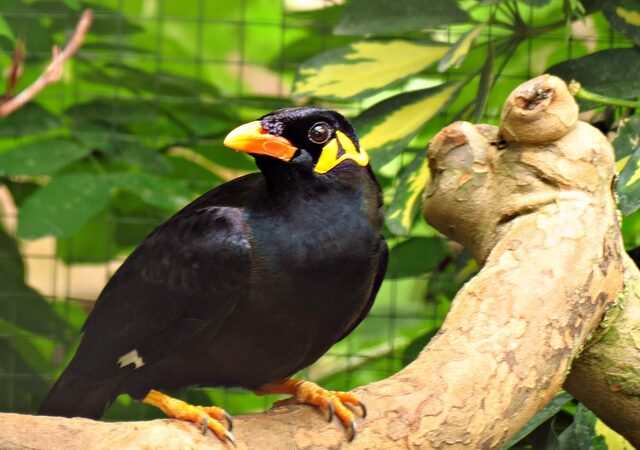 Kinijoje paukštis dėl itin „riebių“ keiksmų uždarytas į vienutę (video)